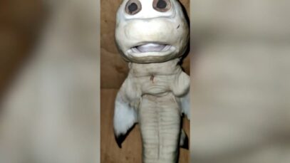 Baby Shark With Human Face Caught In Indonesia.mp4_20210310_231531.367